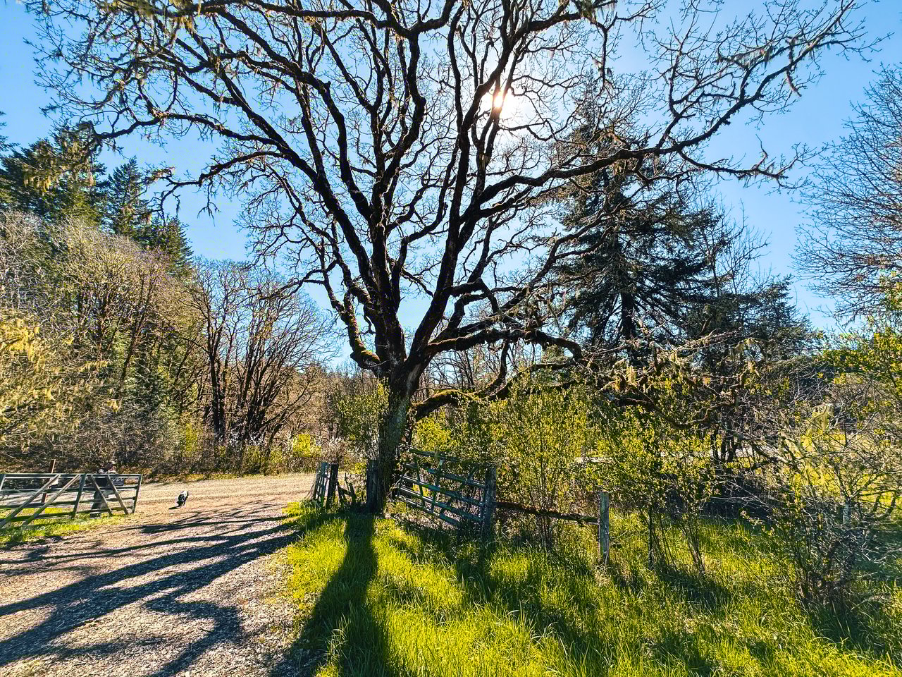 HARRIS FARM & FOREST