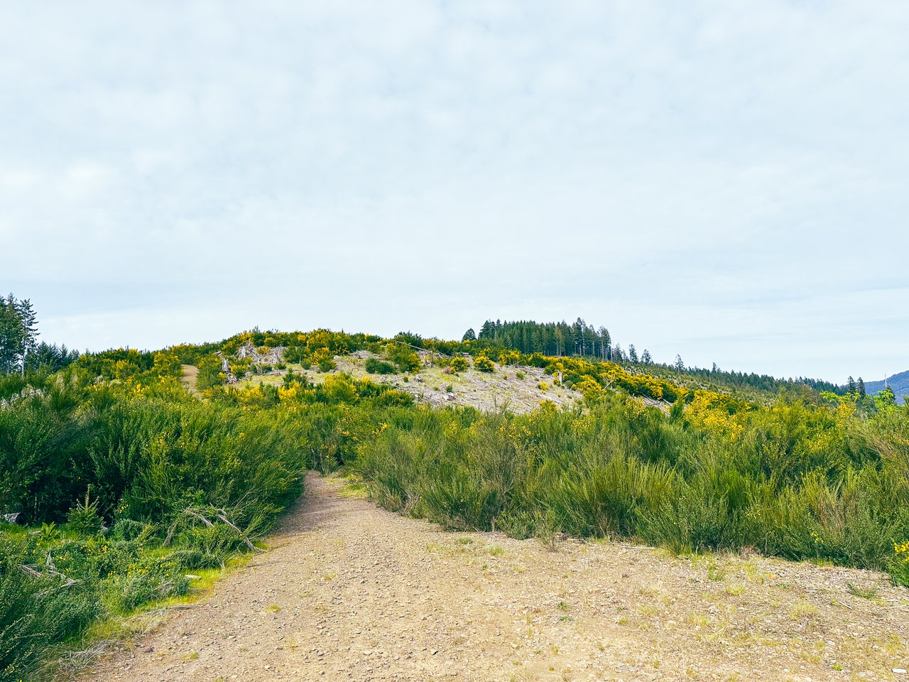 Walton Wild Woods