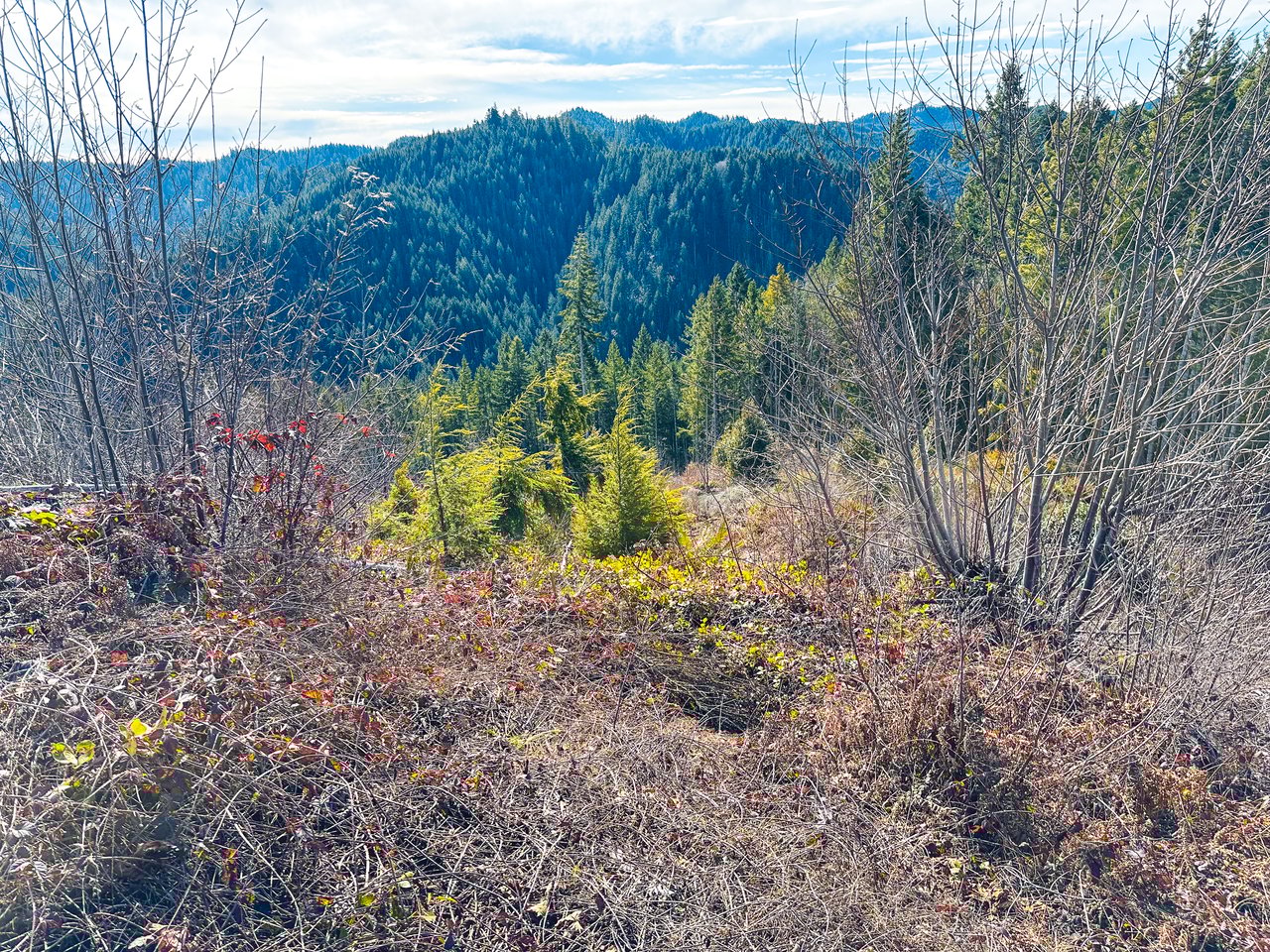 Smith River Back Woods