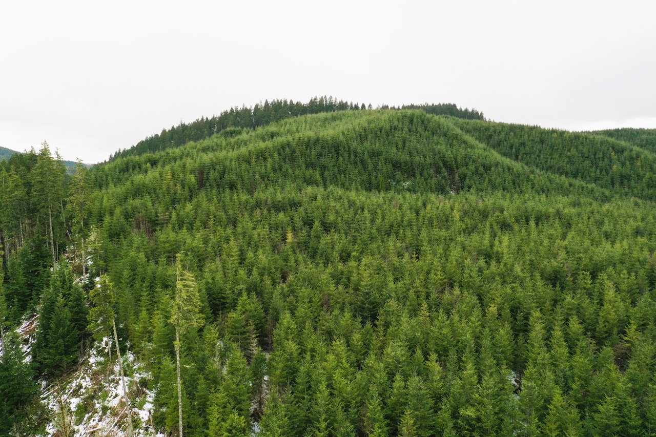ARC Woods