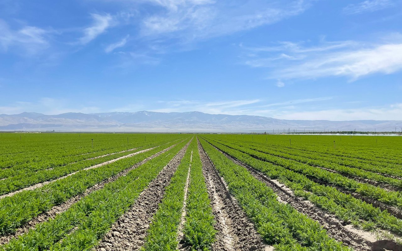 Row Crops