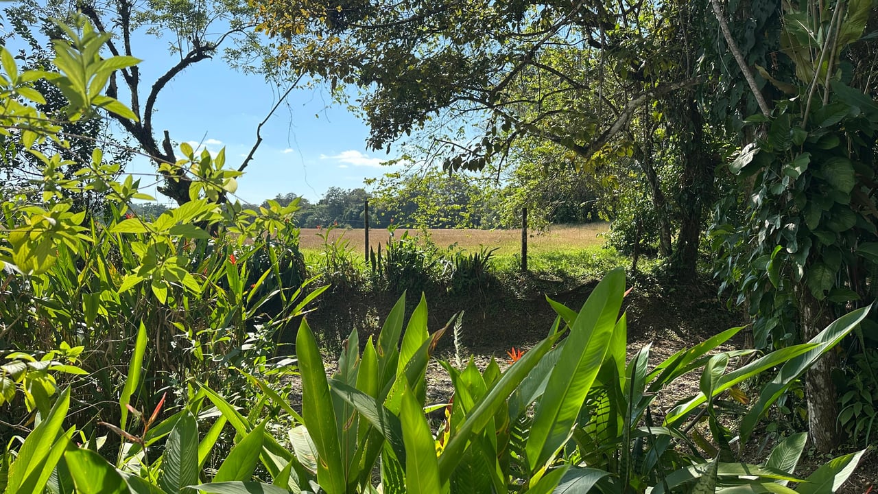 Breeze, Trees, and Monkeys - Your Affordable Costa Rican Haven