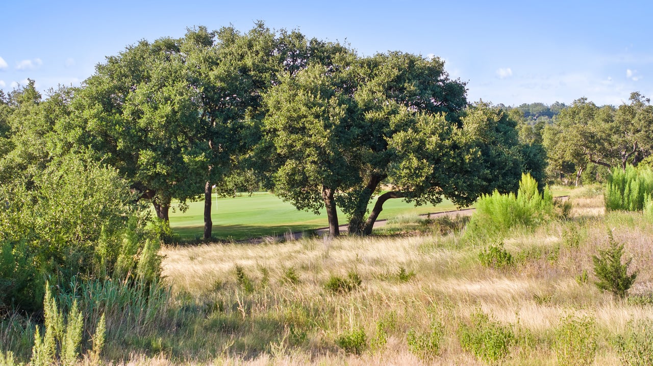 12801 Flowering Senna BND