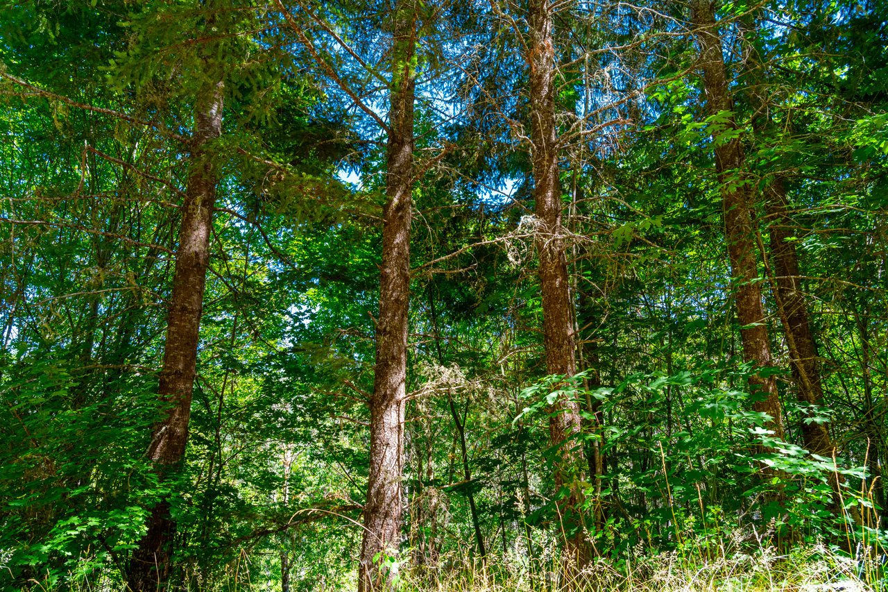 Coast Fork Woodland Meadows