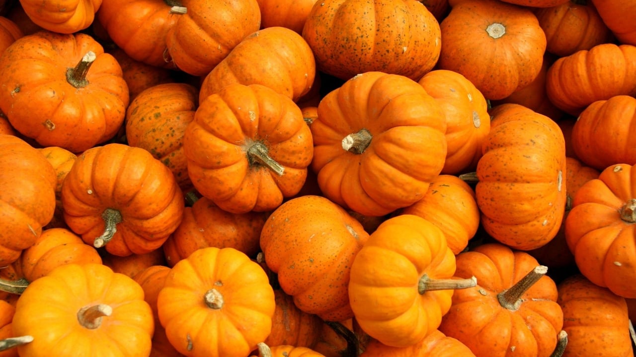 Arizona Pumpkin Patches 2025: Where to Celebrate Fall Fun Across the State