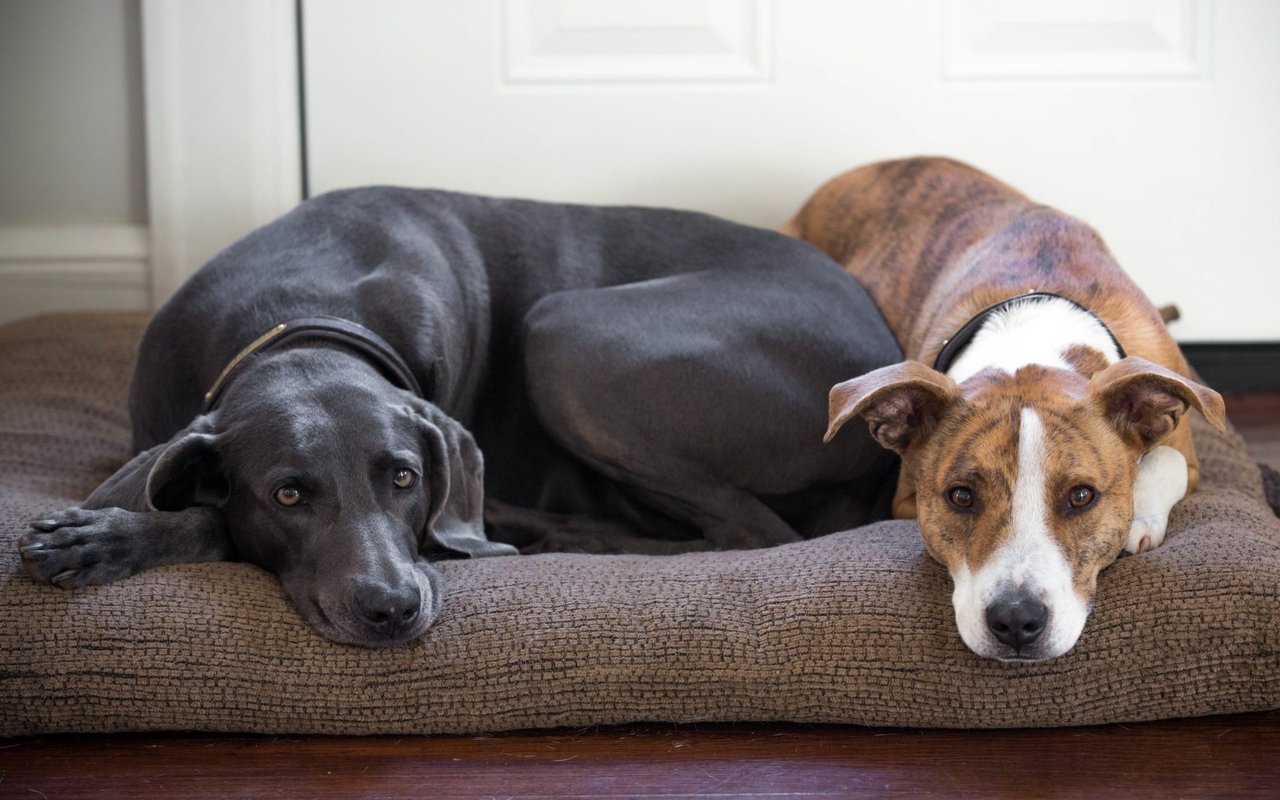 How to Keep Everyone In Your Home Happy on the 4th of July!