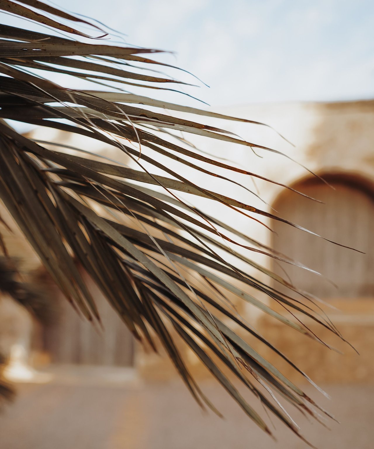 Dry palm fronds stretch across a softly blurred beige and pale blue background.