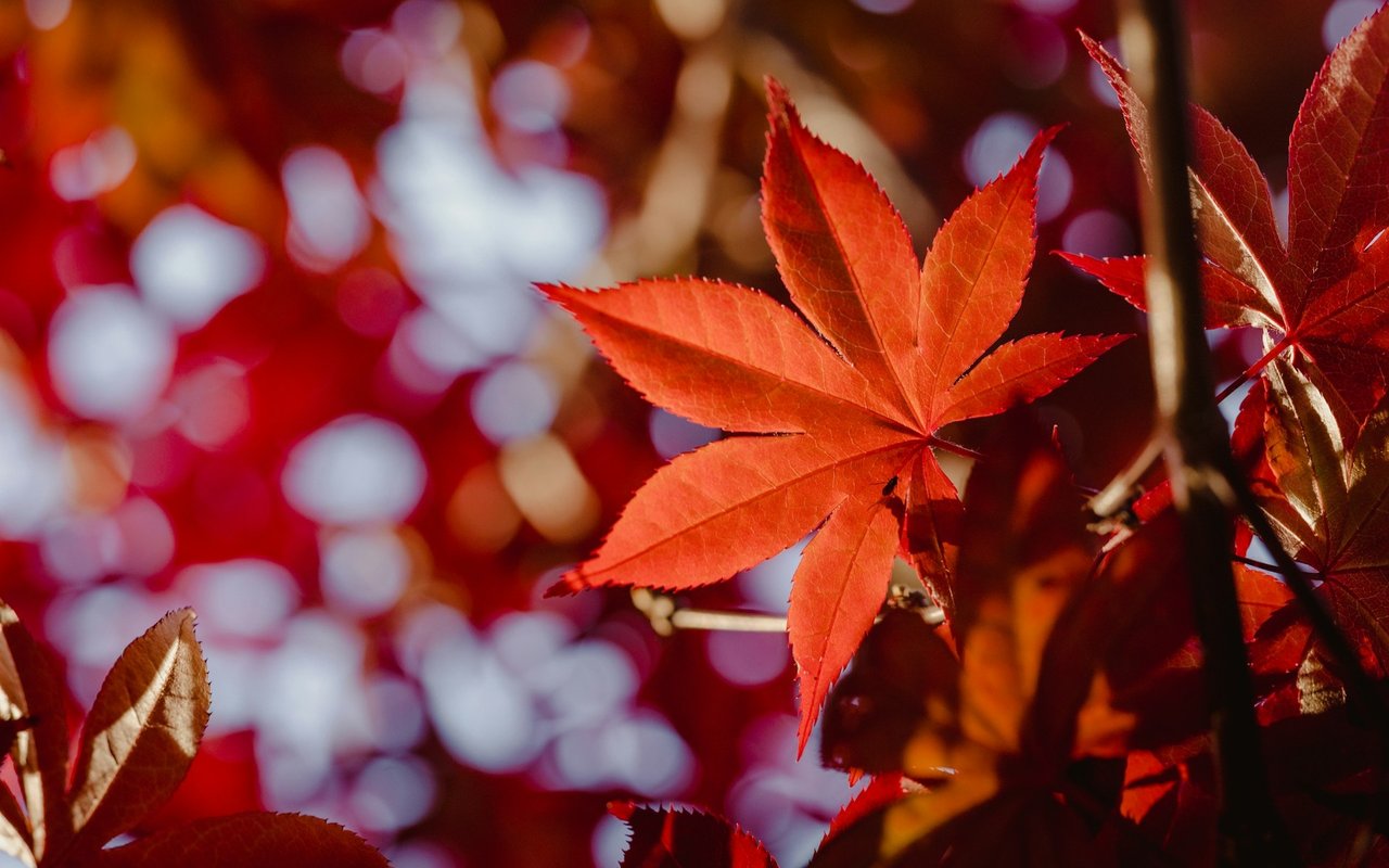 What Should We Expect from the Fall Market?