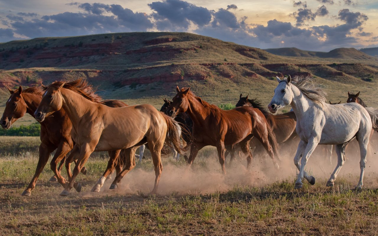 UC Ranch Properties is the Largest Seller of Ranch Properties in the Nation
