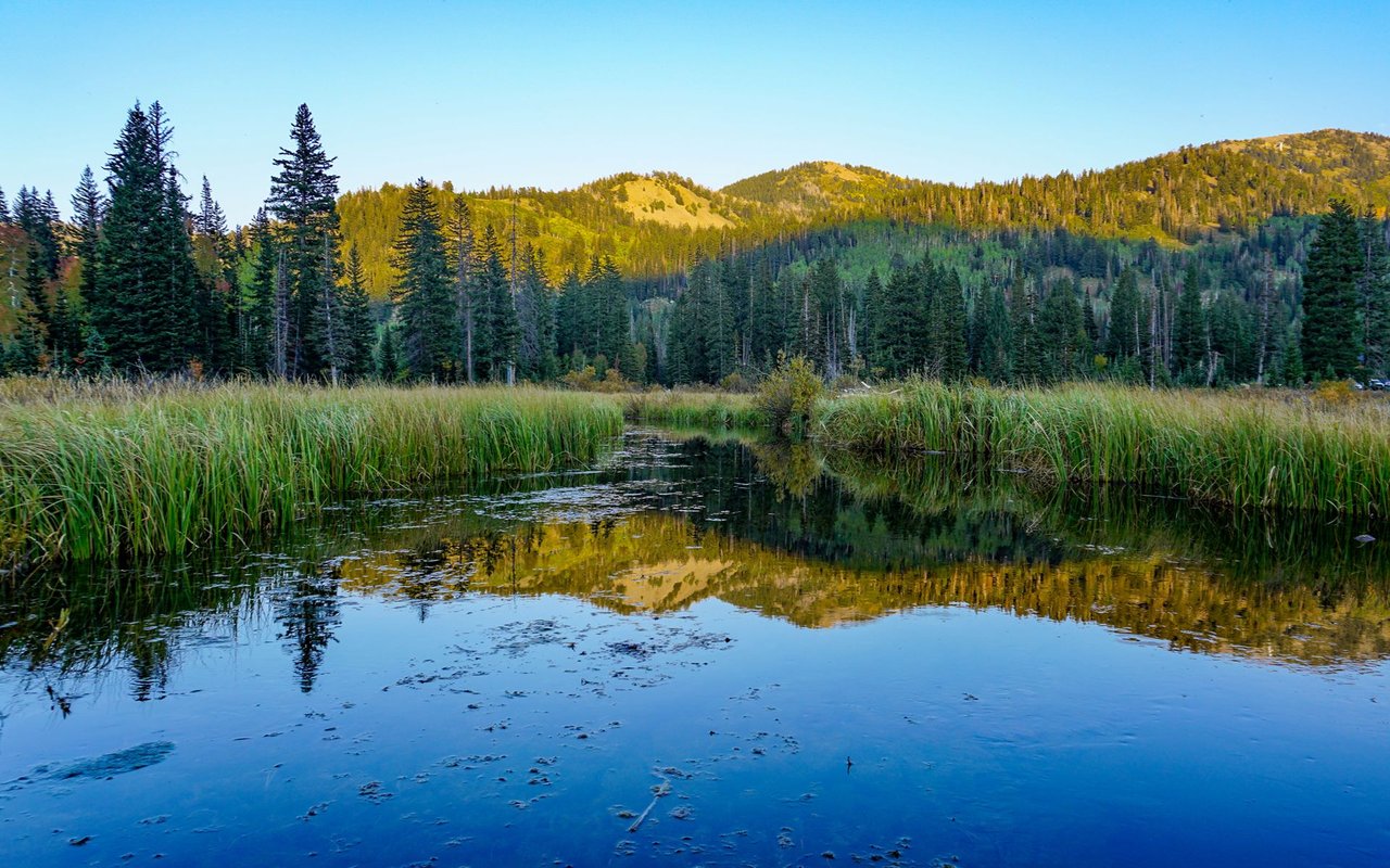 Pond reflecting autumn-colored hills and evergreen forest, bordered by tall reeds.