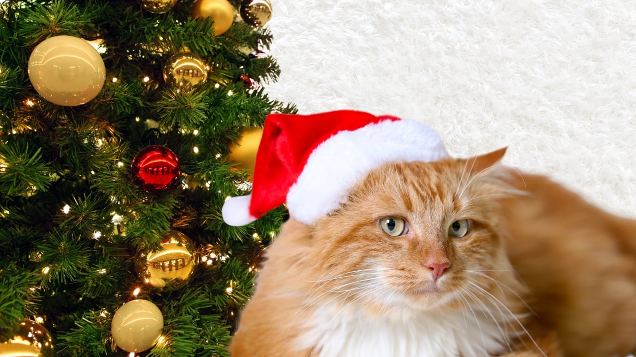 The Perfect Cat Christmas Tree | Keep Your Cat Safe  
