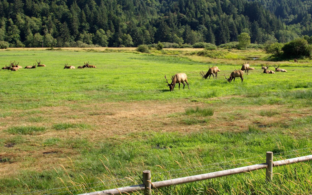Reedsport
