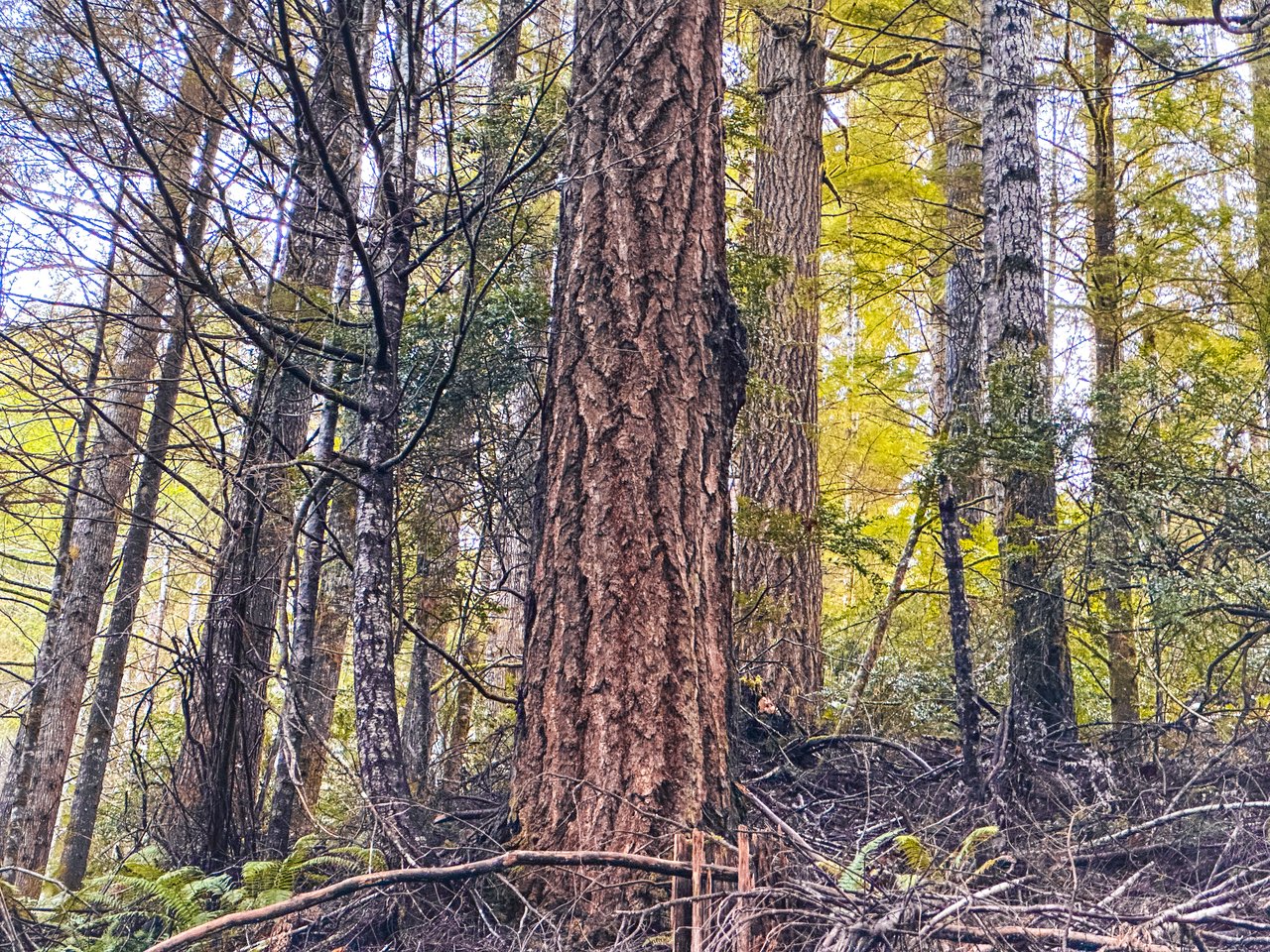 RICHARDSON TIMBER