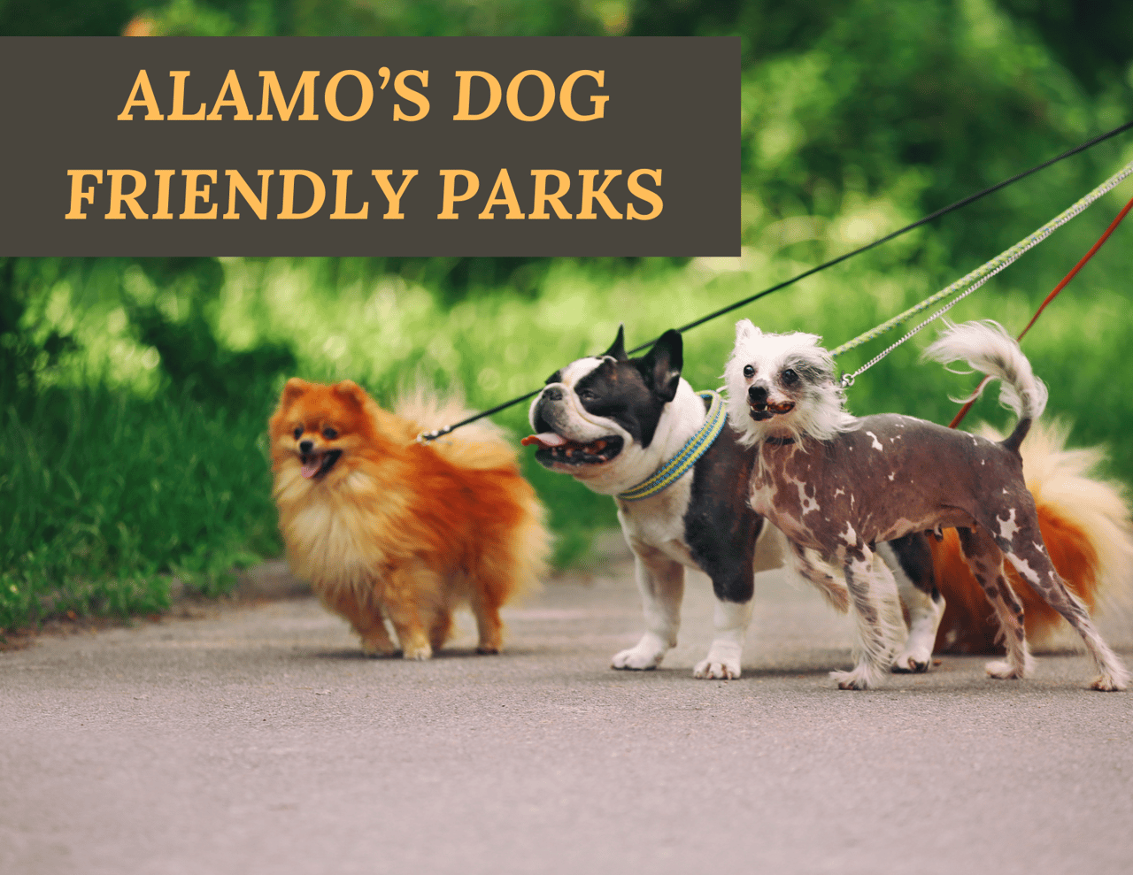 Great Dog Parks in and Around Alamo