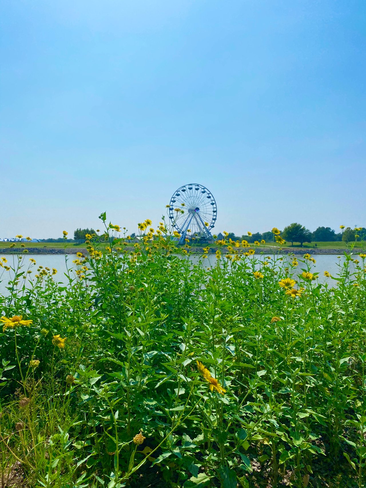 sunflowers blooming on the riverside by wheeler park in oklahoma city
