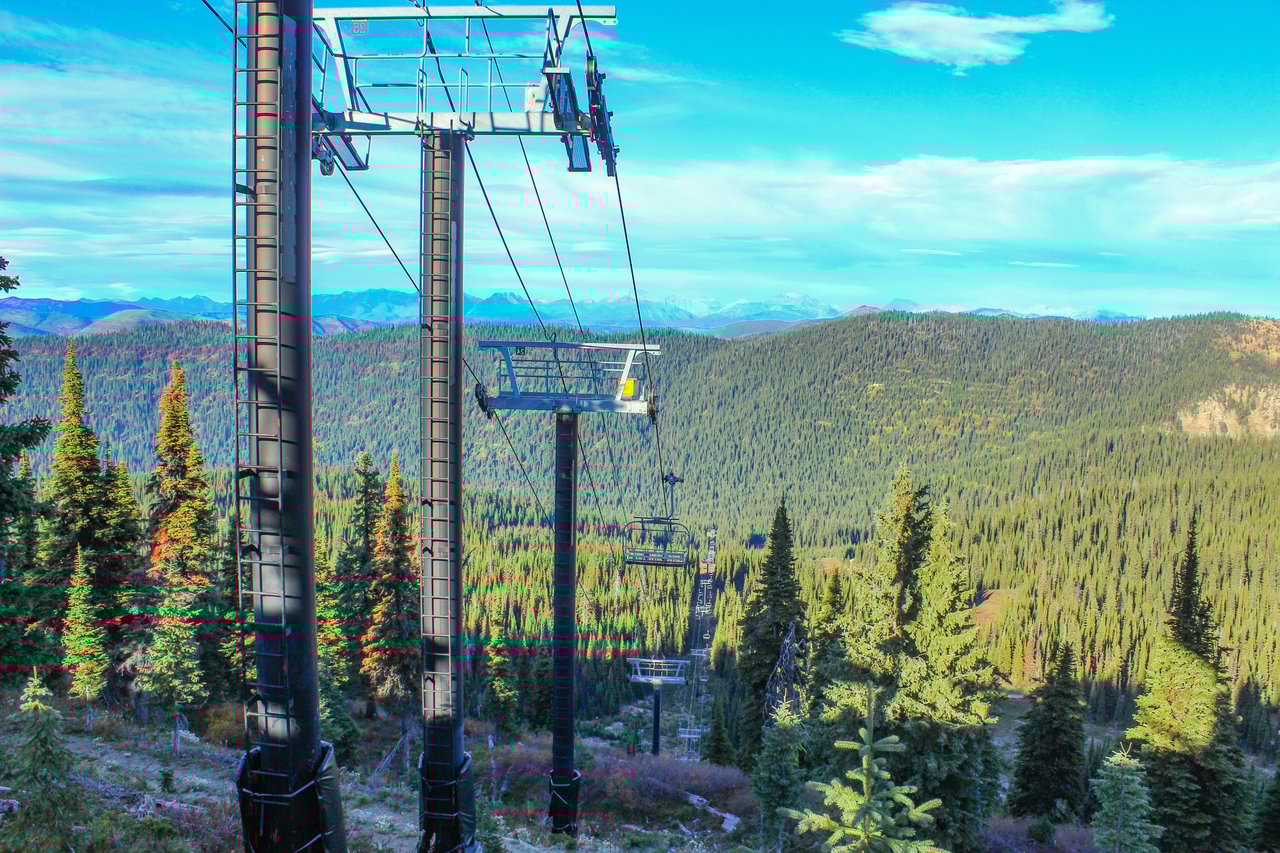 Whitefish