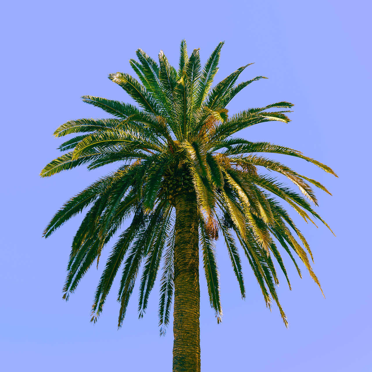 Carpinteria