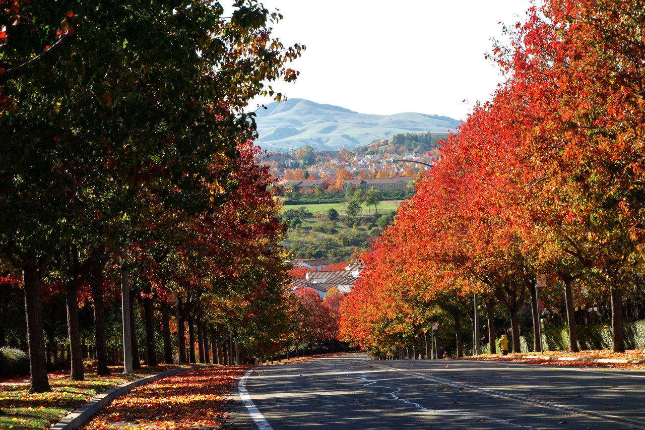 San Ramon street lined with brilliant autumn trees, with rolling hills in the distance.