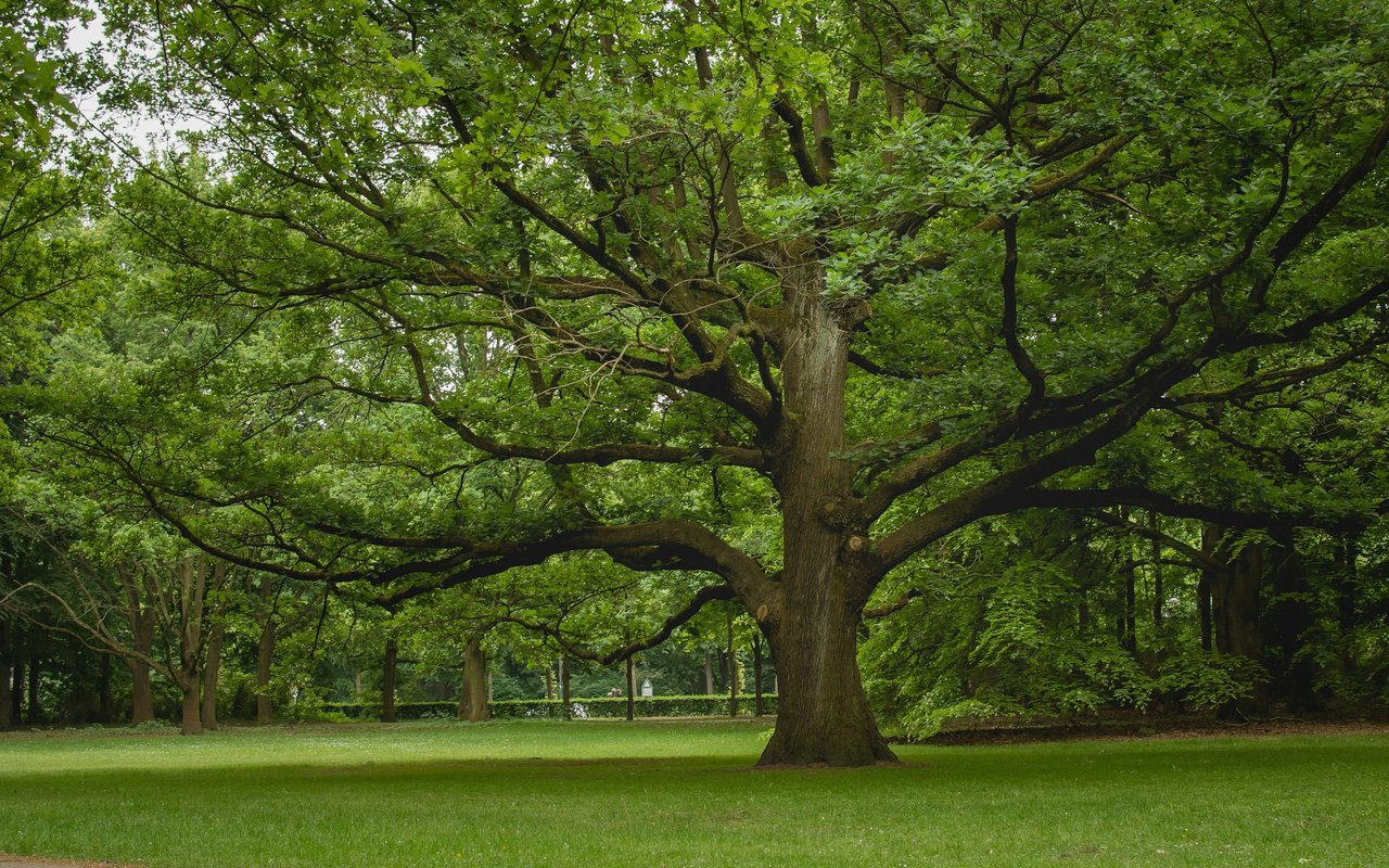 A broad-canopied tree shades a grassy park lawn.