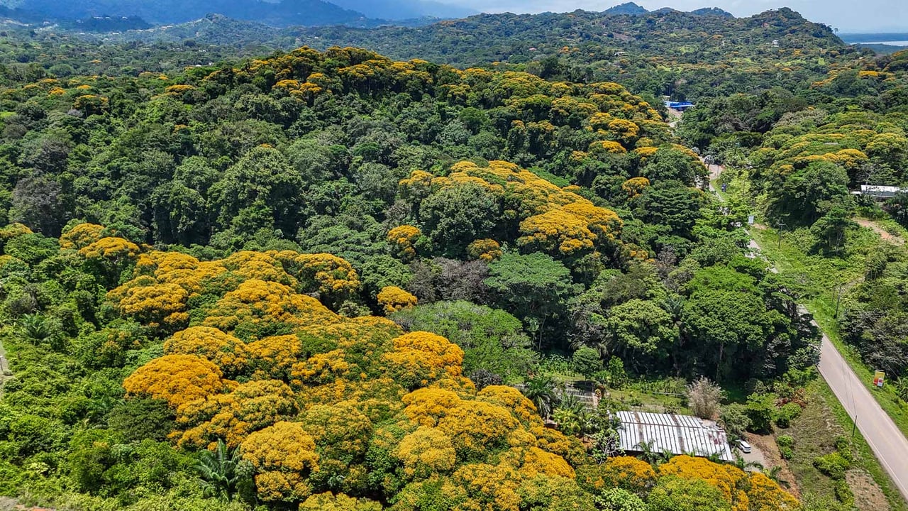 23-Acre Prime Highway Frontage Lot Near Ojochal & Ocean