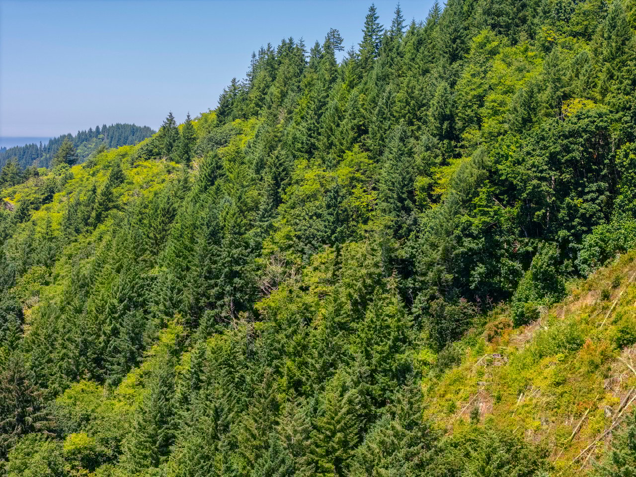 Alsea Estuary Forestland