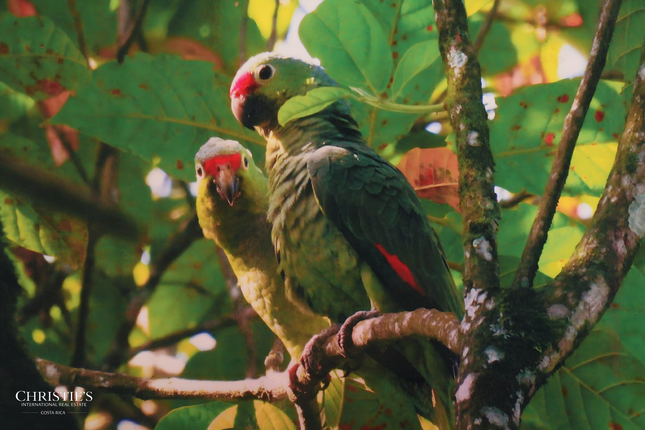 Finca Isla Rainforest Retreat – A Rare Income-Producing Paradise