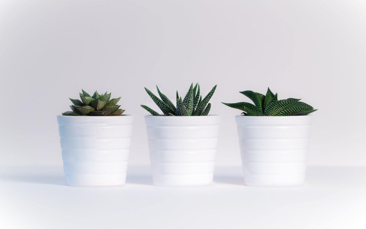 Adding Color to a Room through Indoor Plants