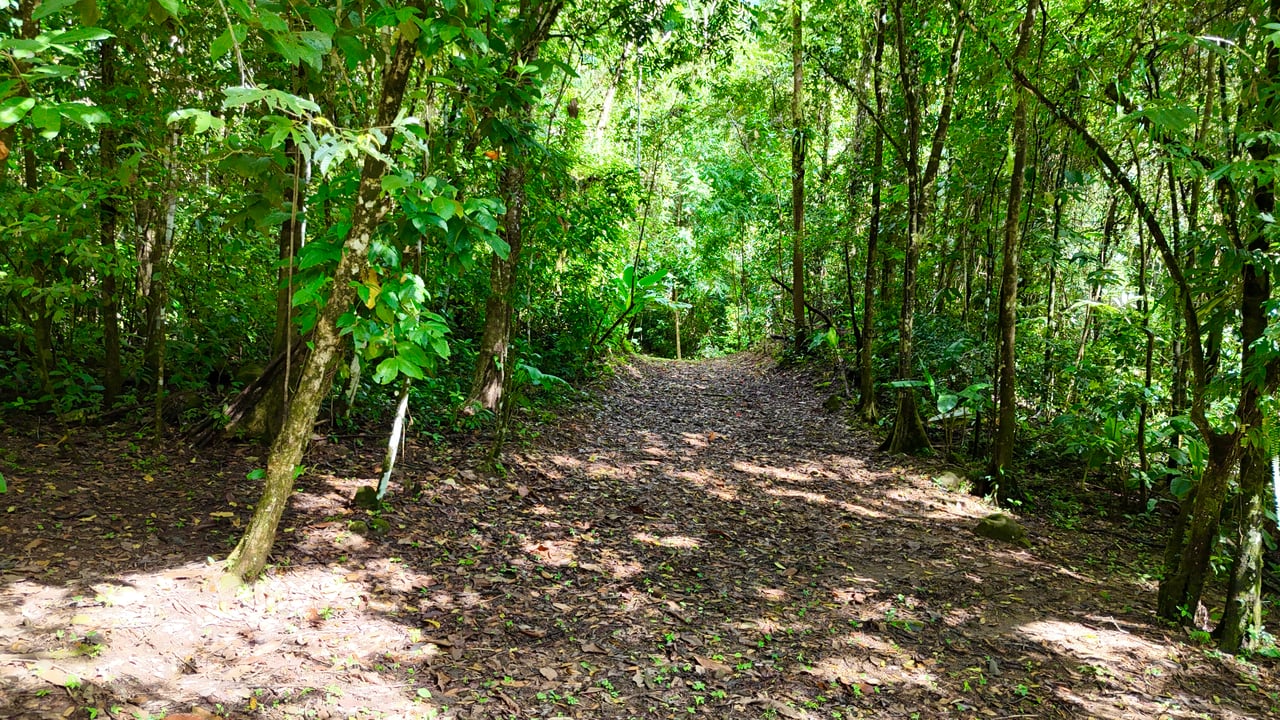 Selva Vista Estate – 5.9 Acres of Wild Beauty