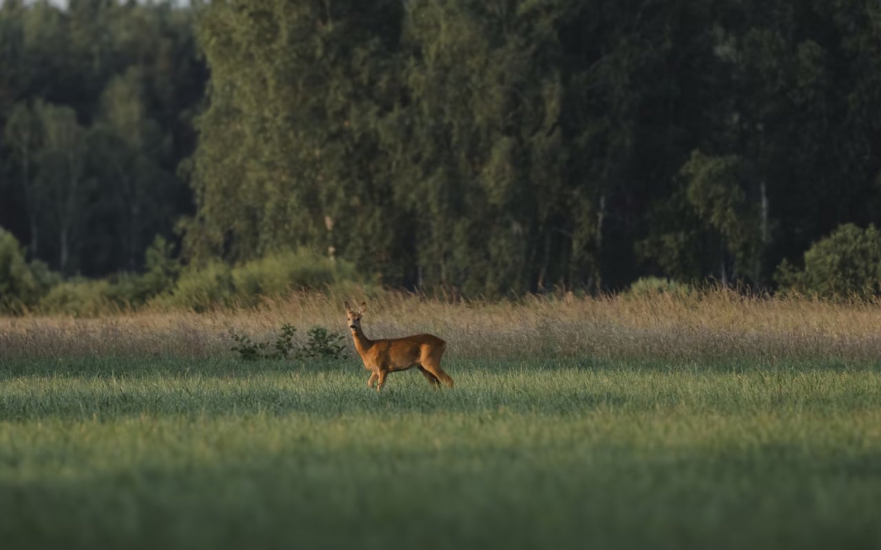 Top Considerations When Buying Hunting Property in Texas