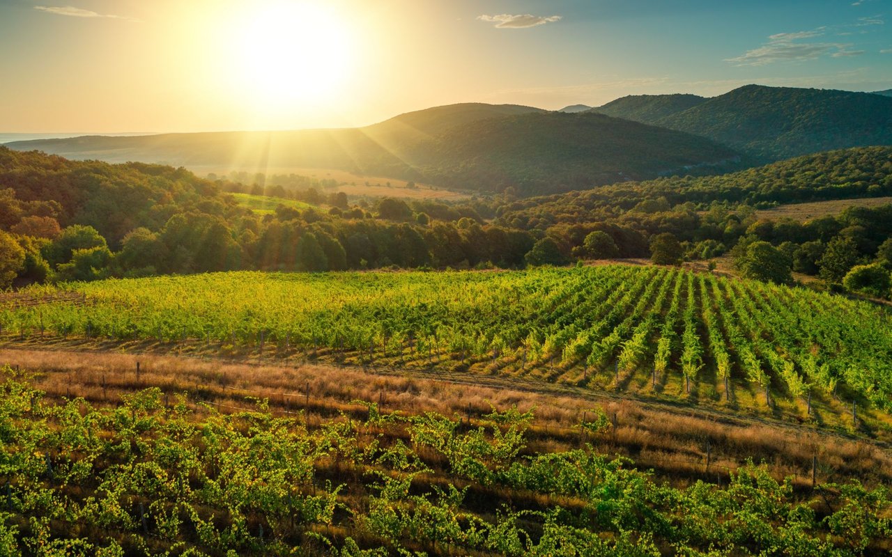 Napa