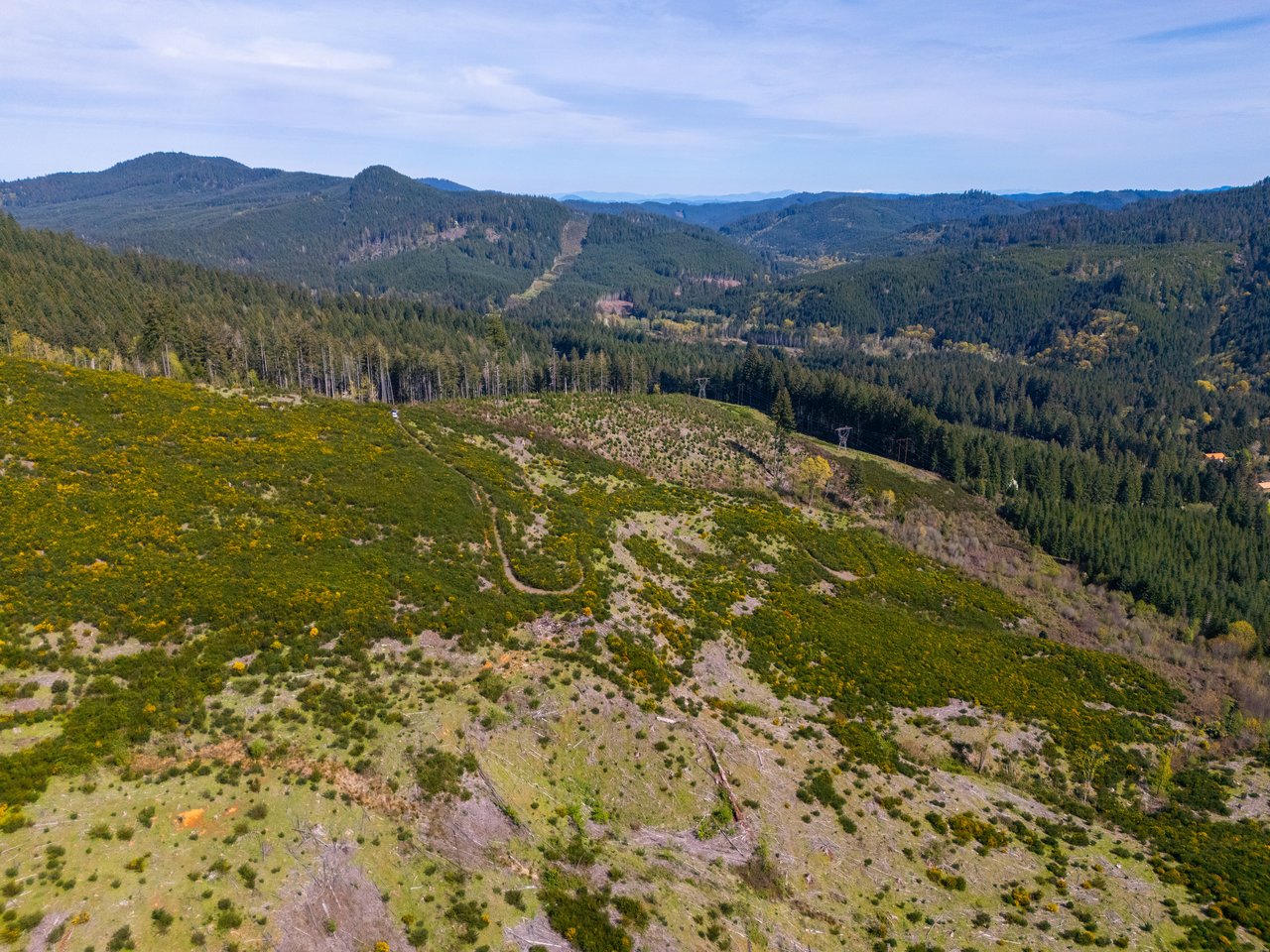 Walton Wild Woods