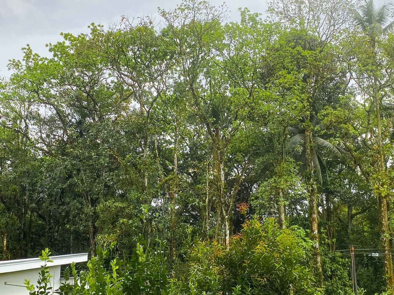 3-Bed Home on Calle Principal Ojochal with River & Jungle