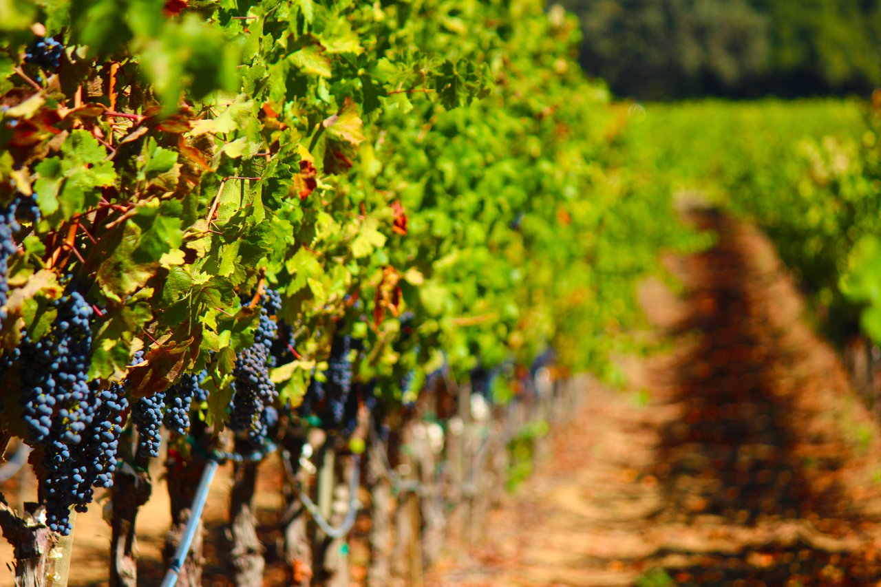 Selling Land And Small Acreage In Paso Robles