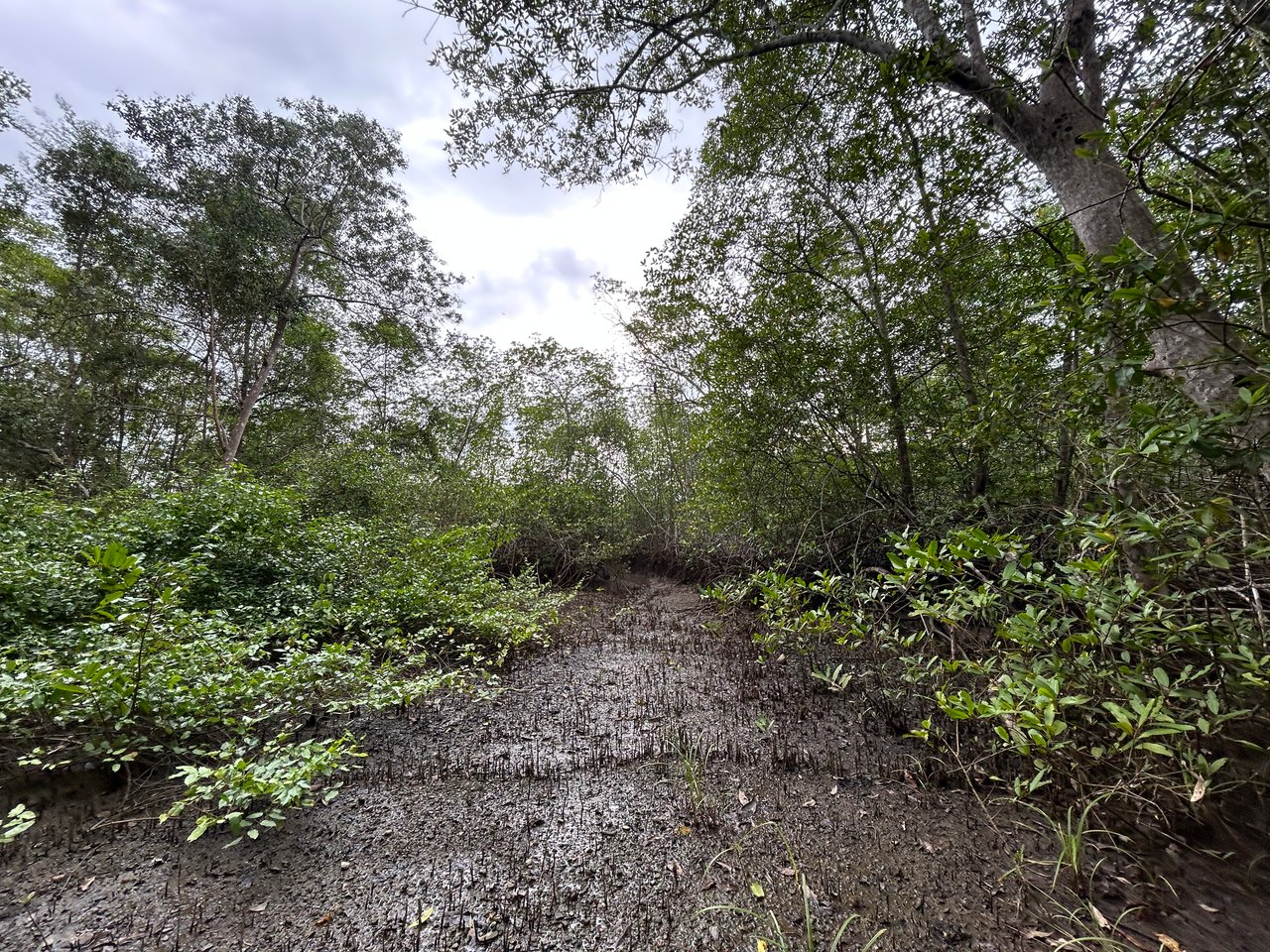 Commercial & Residential Property in Punta Mala with Producing Fruit Trees