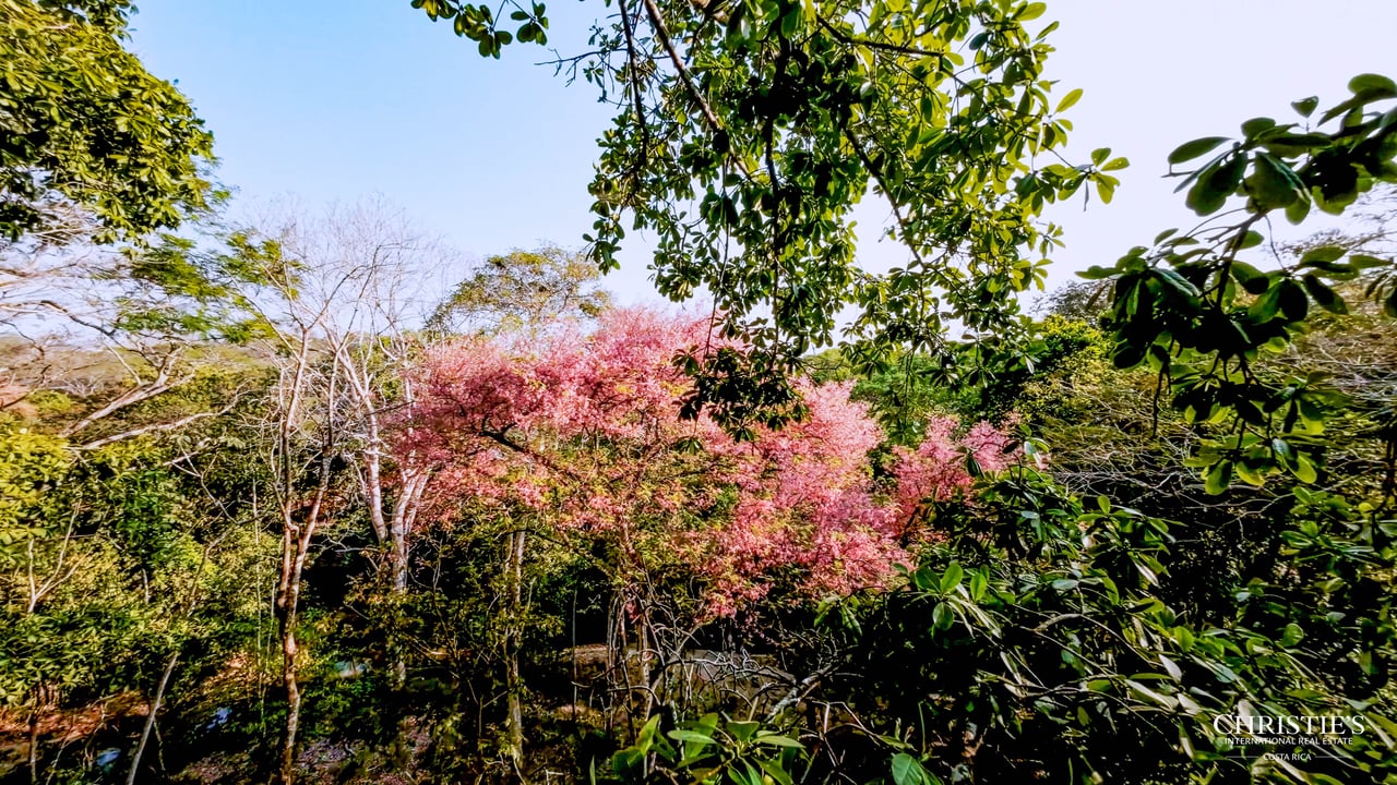 Development Opportunity in Santa Teresa