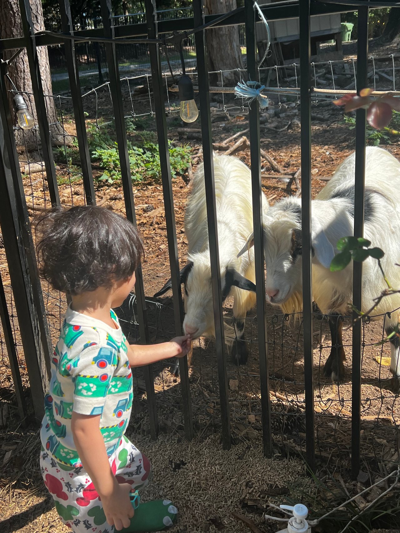 Buckhead Goats: A Unique Charm in the Heart of Atlanta