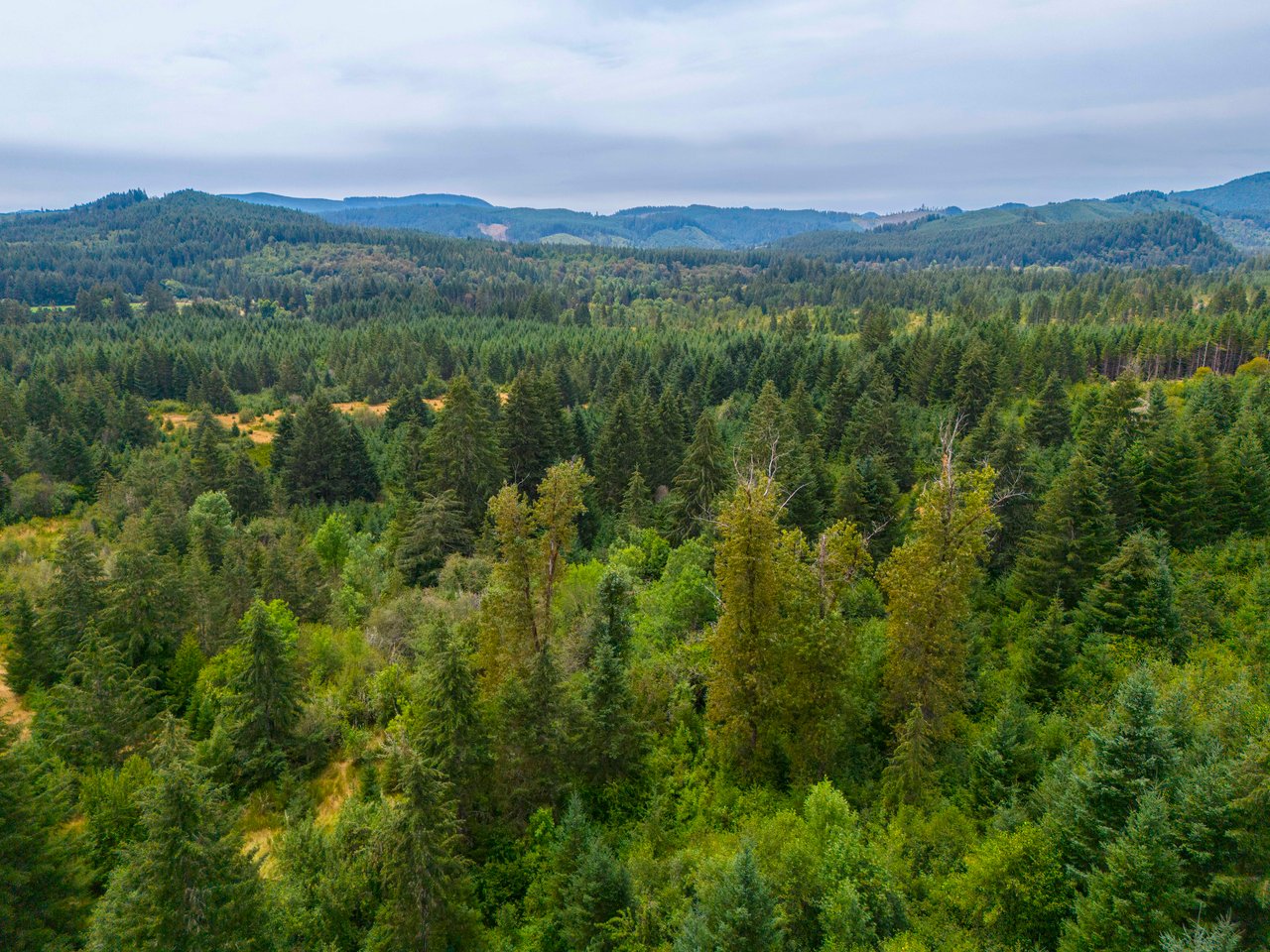 Sheffler Farm & Forest