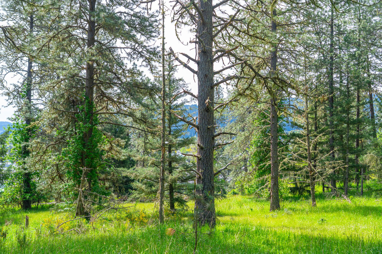 SUTHERLIN WOODLOTS