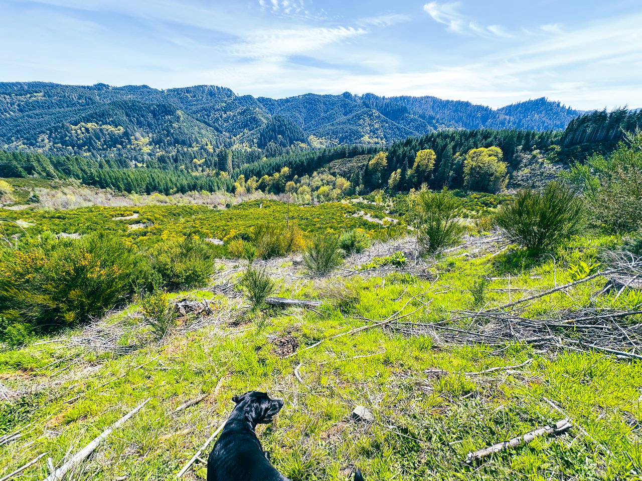 Walton Wild Woods