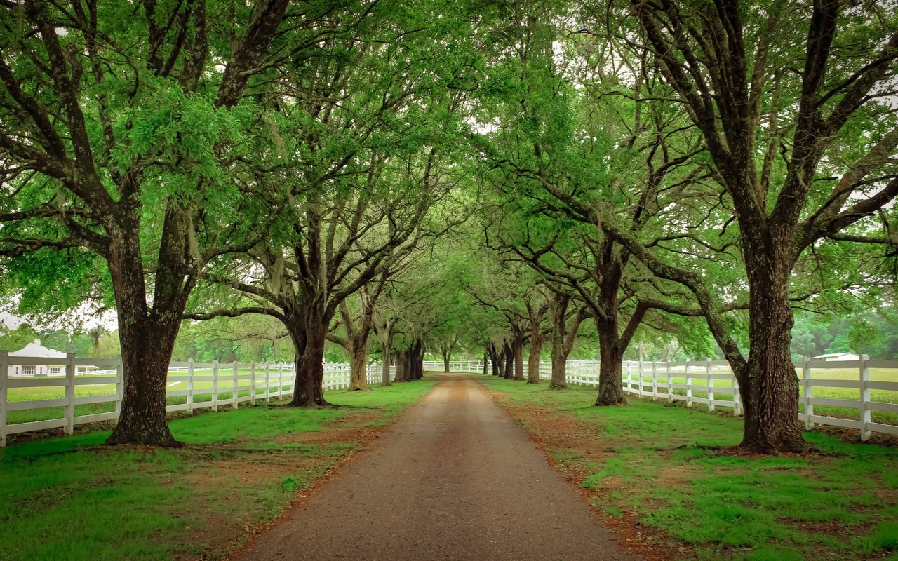Gravel driveway beneath a canopy of mature trees, bordered by white fences and lawns.
