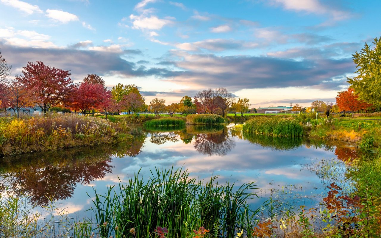 Park pond reflecting autumn trees and a cloudy sky, bordered by reeds and colorful grasses.