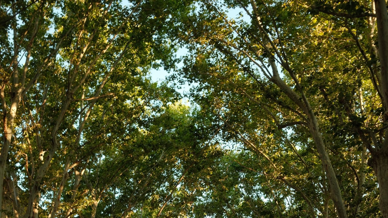 Leafy tree canopy arching overhead with patches of blue sky.