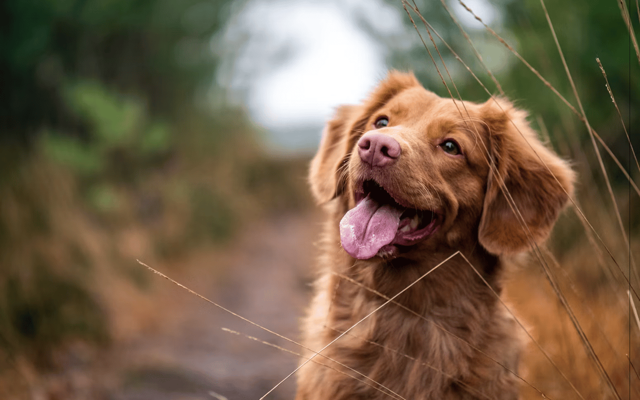 Fun with Your Pets in Aspen, Colorado cover