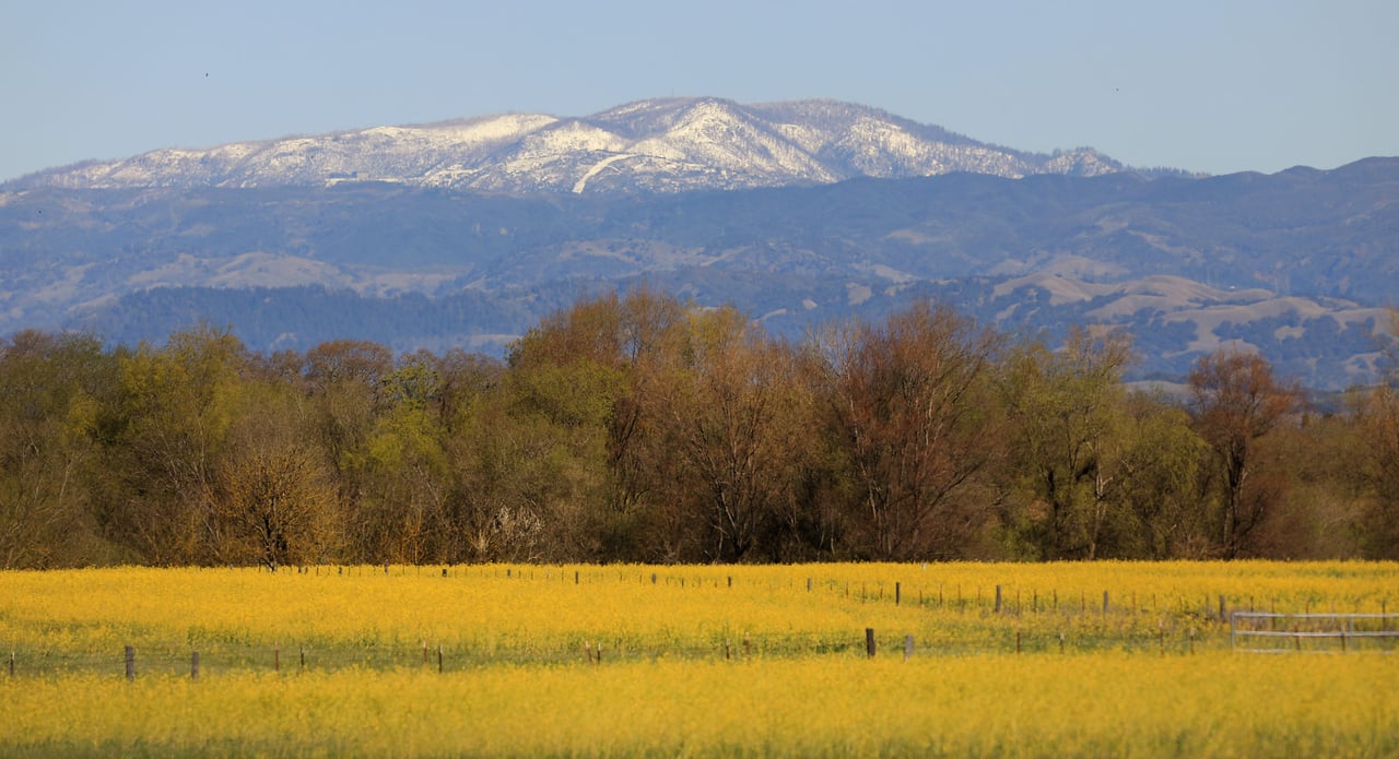 10 Sonoma County Spots for Seeing Mustard in Bloom