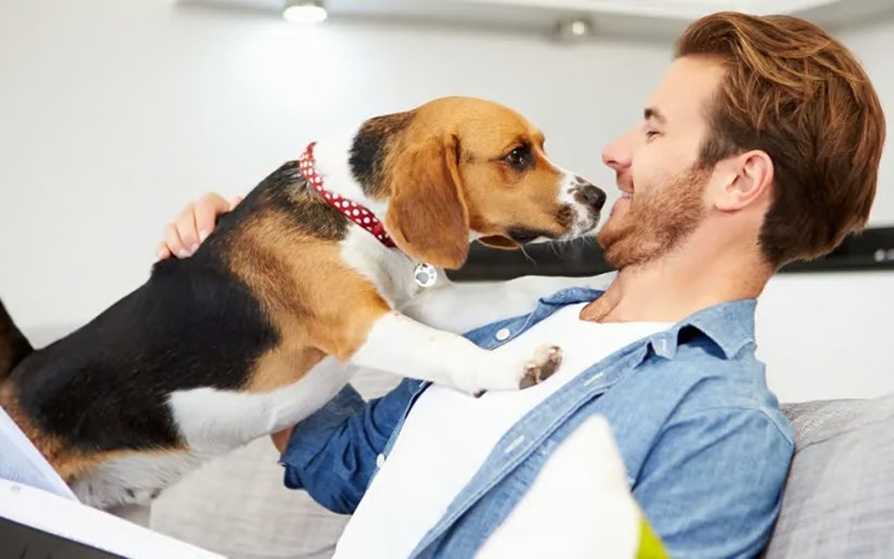 How to Pet-proof Your Home
