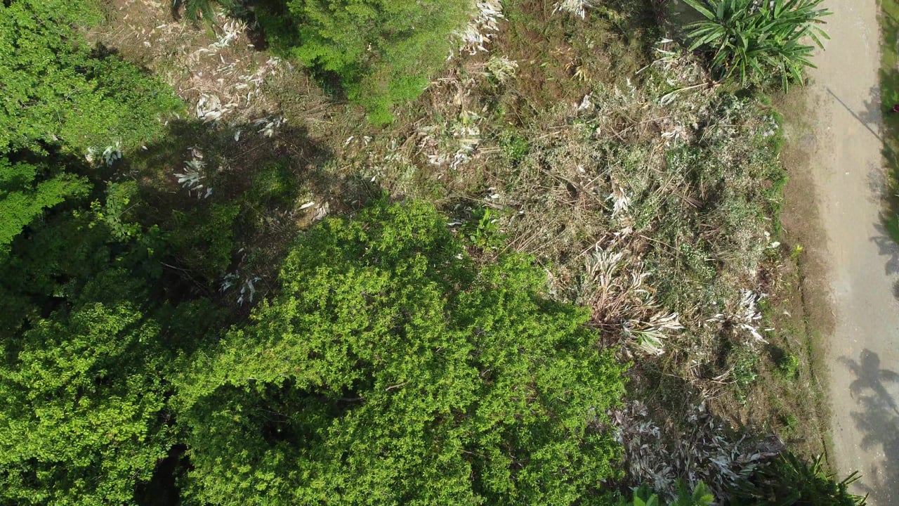 Ojochal - 1 Acre Ready To Build Jungle Lot, Ocean Breezes in Wildlife Corridore