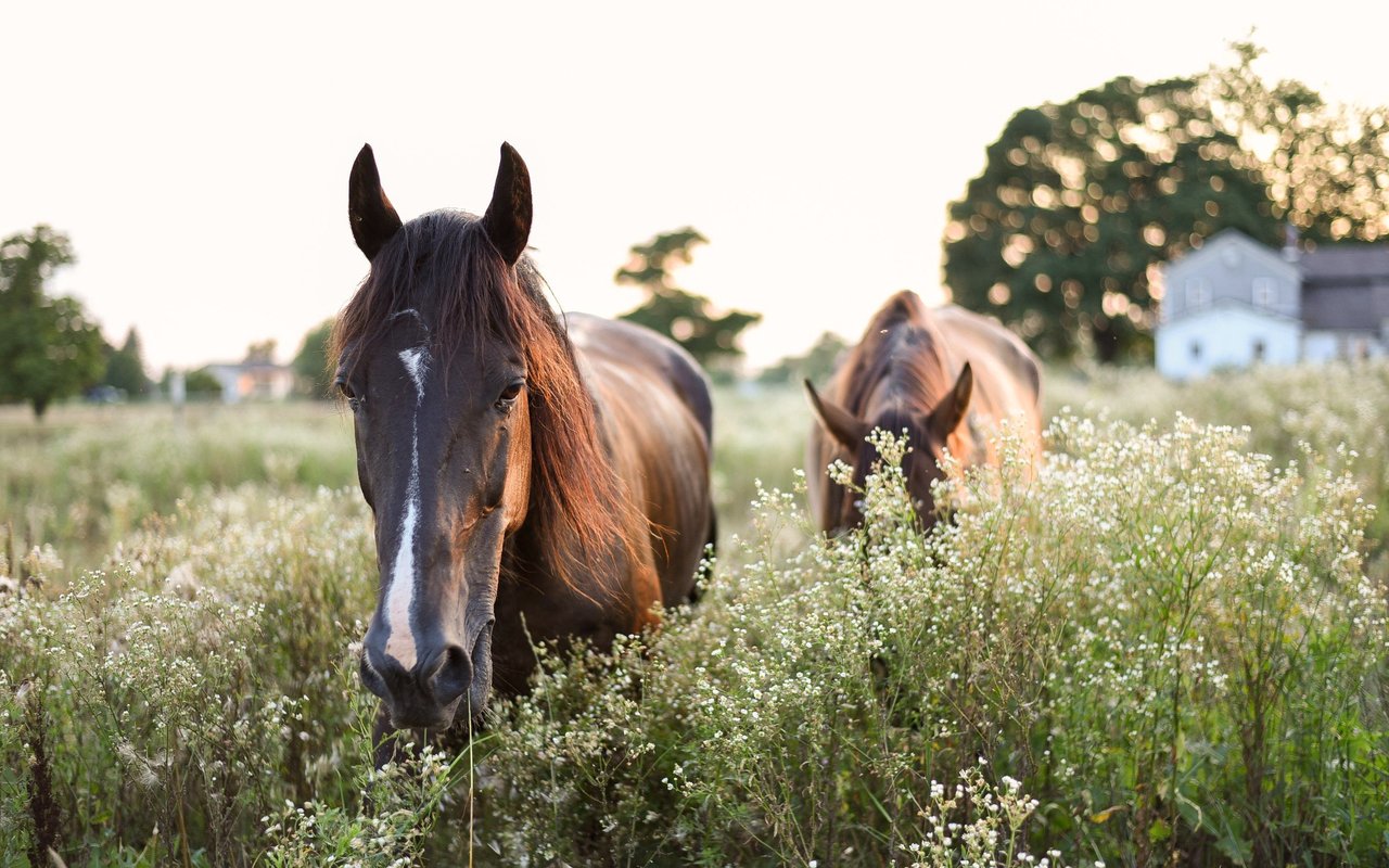 Equestrian