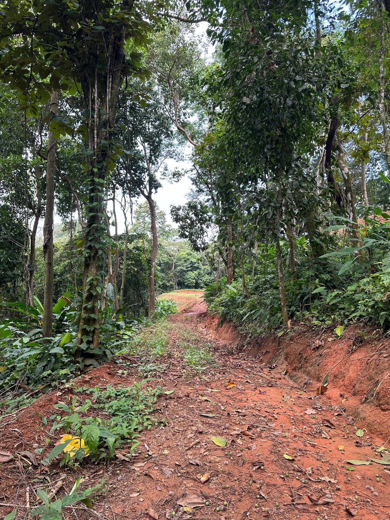 Jungle Oasis with River Frontage Near Dominical – 5.2 Acres of Pure Nature