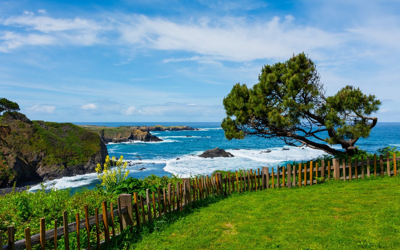 Rocky coastline with breaking waves, a grassy slope, wooden fence, and windswept pine tree.