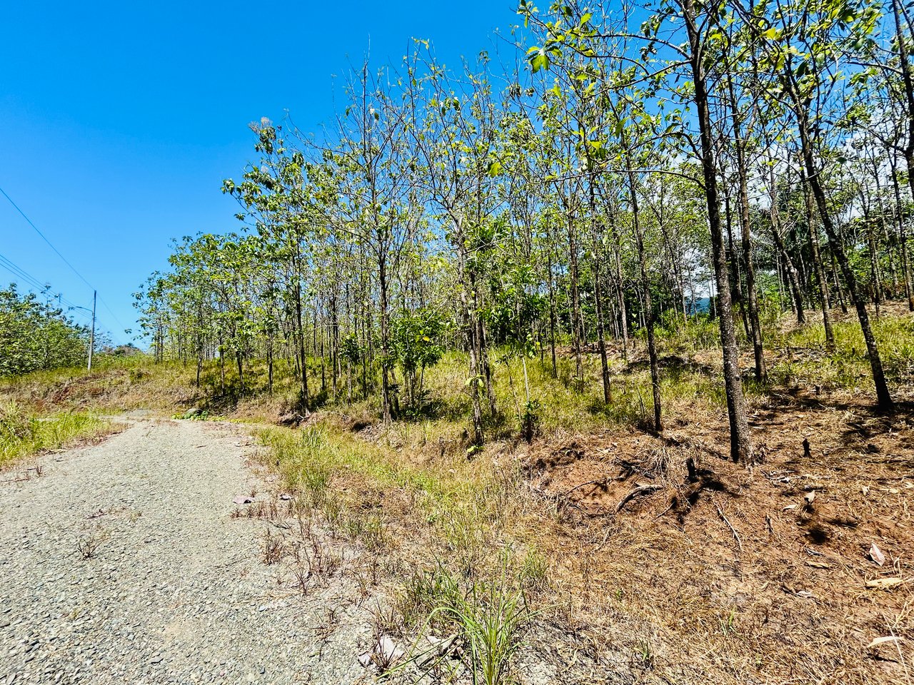 Prime 1.24-Acre Land in Matapalo / San Andrés – Ready to Build